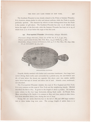 FOUR-SPOTTED FLOUNDER / SAND DAB